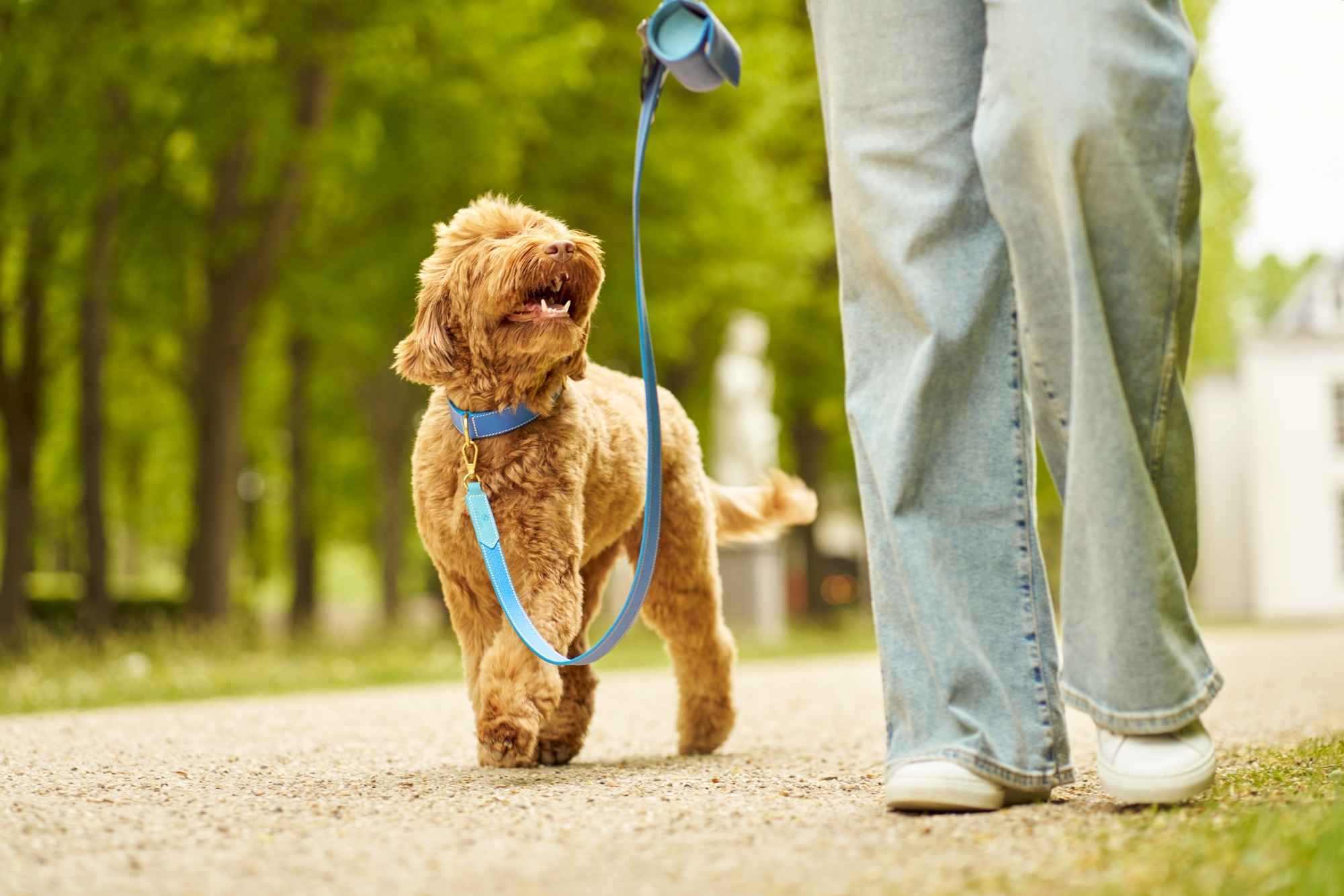 Maison Canisya Homepage Accessoires pour Chien