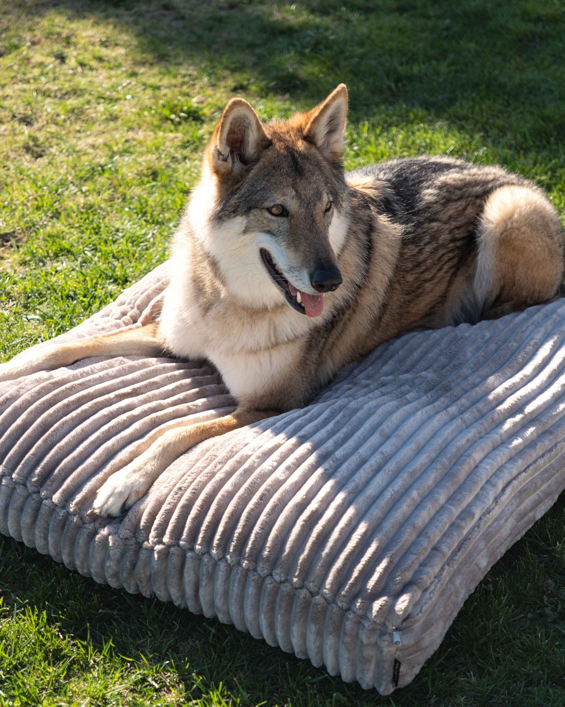 Maison Canisya Homepage Coussin pour Chien