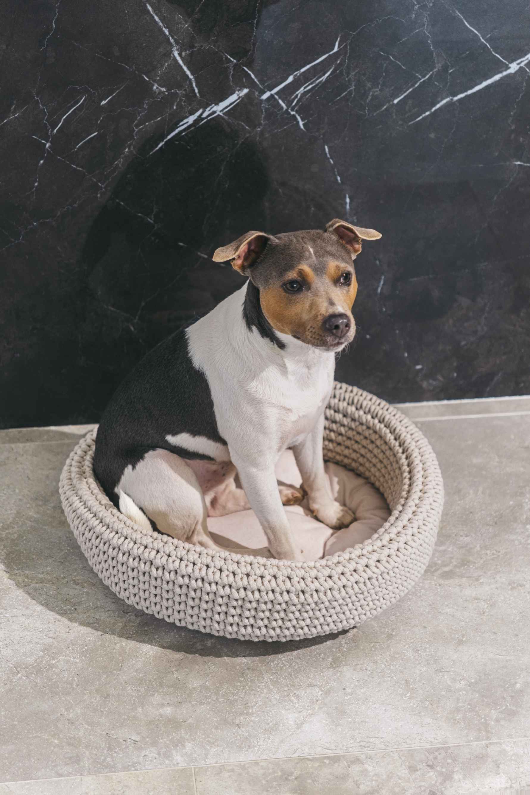 Maison Canisya Homepage Panier pour Chien