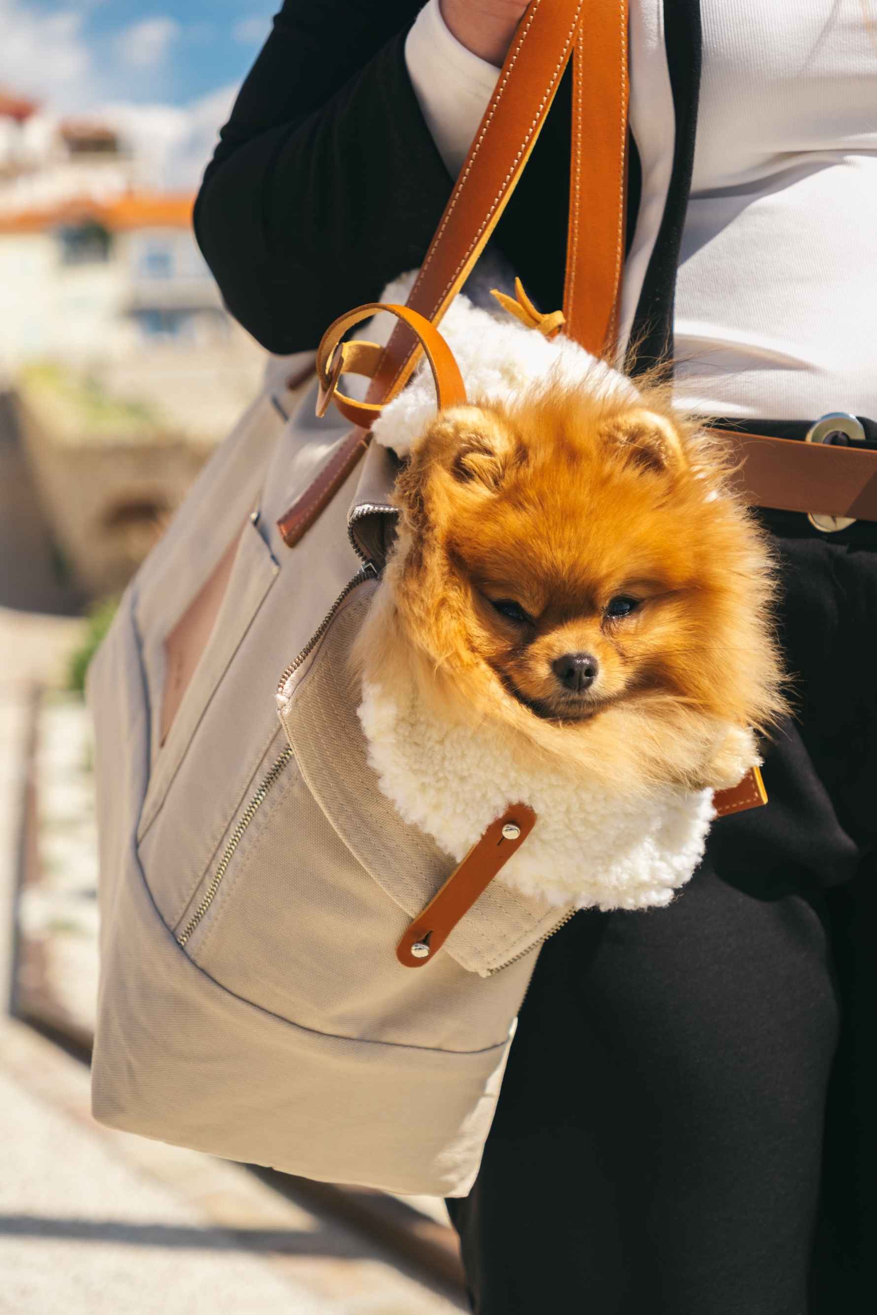 Maison Canisya Notre Histoire Accessoires Canins