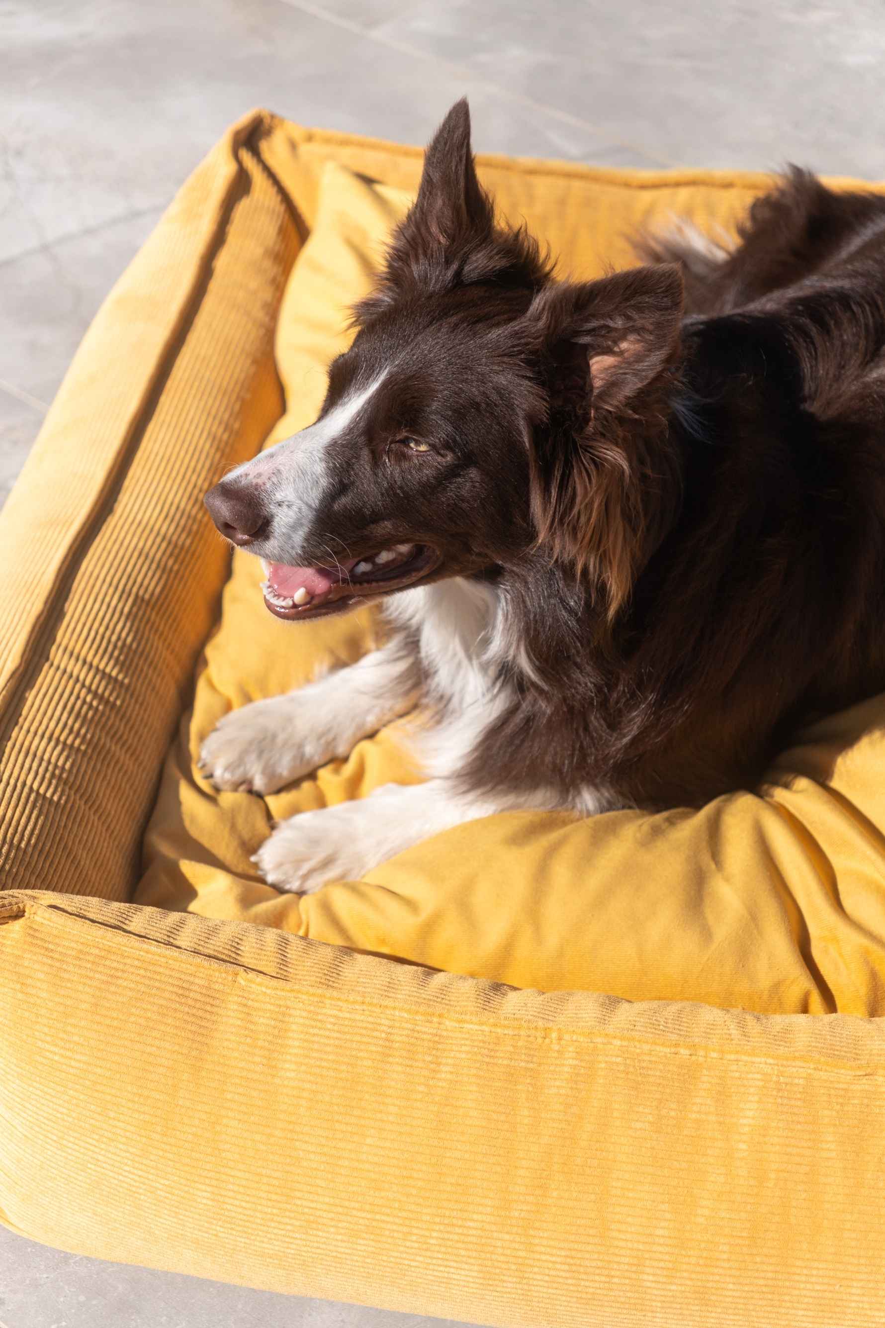 Maison Canisya Notre Histoire Accessoires pour Chien Haut de Gamme