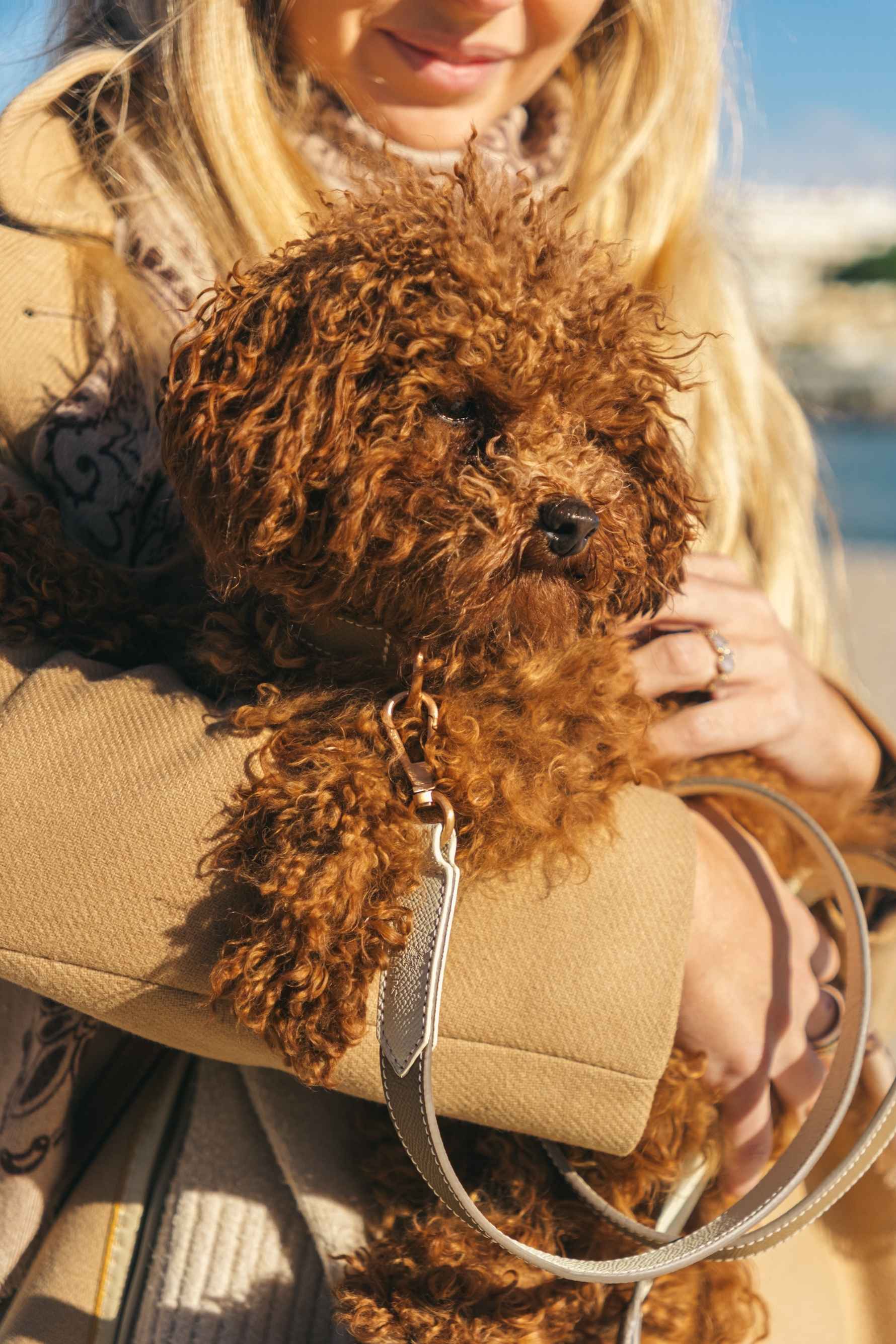 Maison Canisya Notre Histoire Accessoires pour Chien Luxe