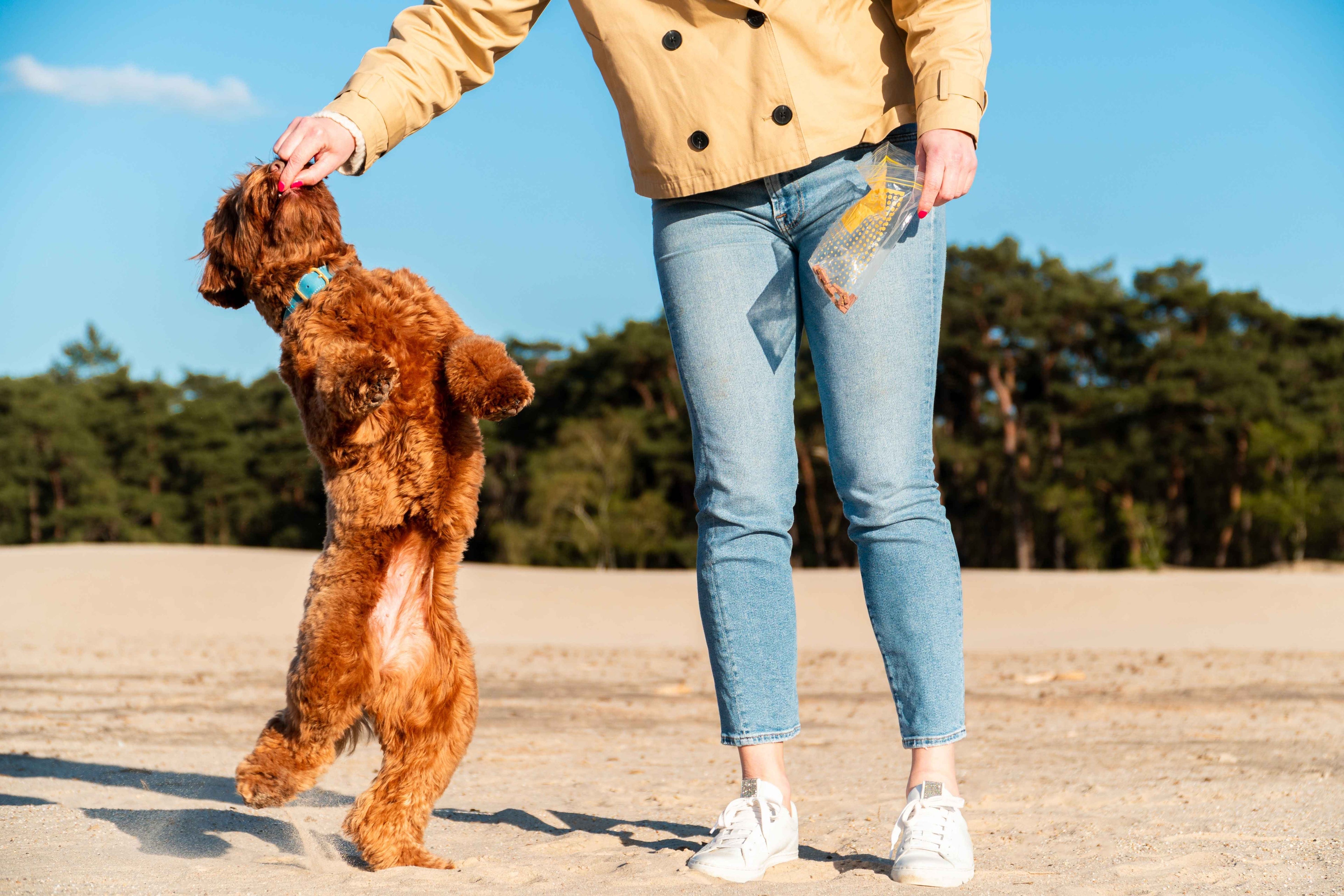 Maison Canisya Notre Histoire Collier en Cuir pour Chien Promenade