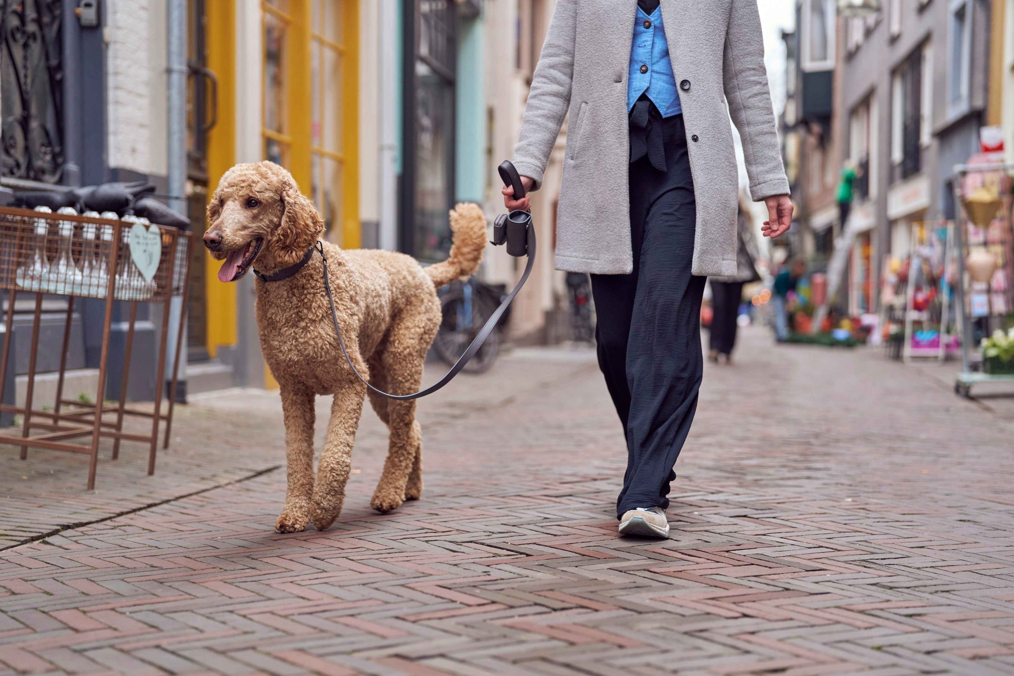Maison Canisya Notre Histoire Laisse en Cuir de Luxe pour Chien