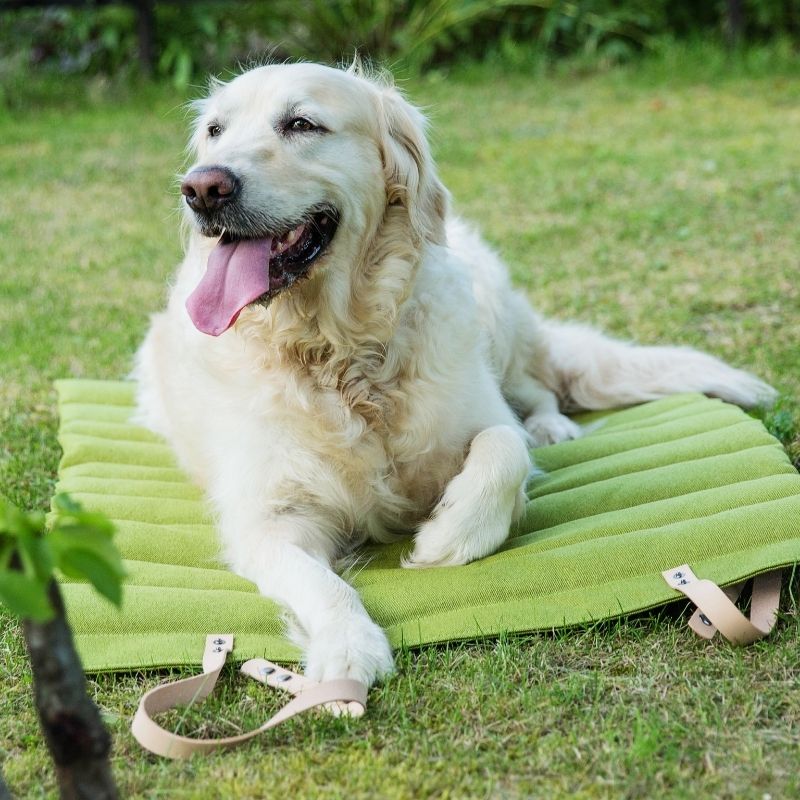 Matelas de Voyage pour Chien Jardin