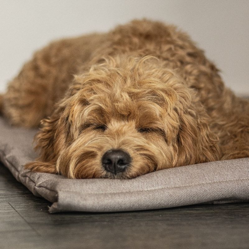 FOSSER - Matelas de voyage pour chien
