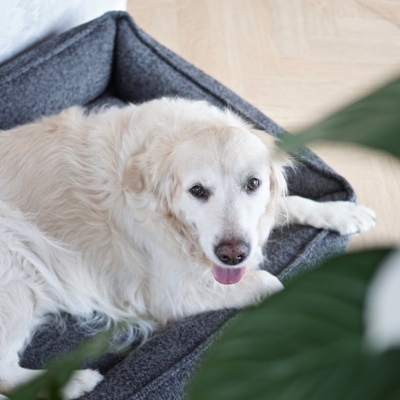 BUKLAA - Panier confortable pour chien