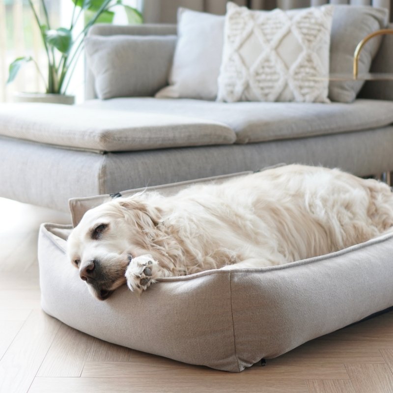 ORTEO - Panier orthopédique pour chien