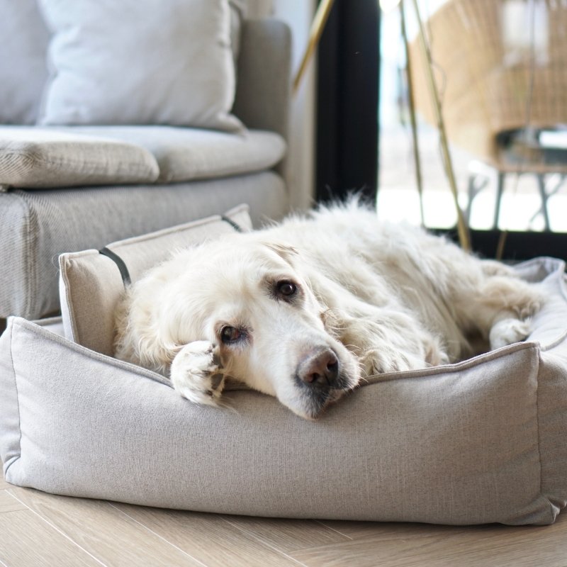 ORTEO - Panier orthopédique pour chien