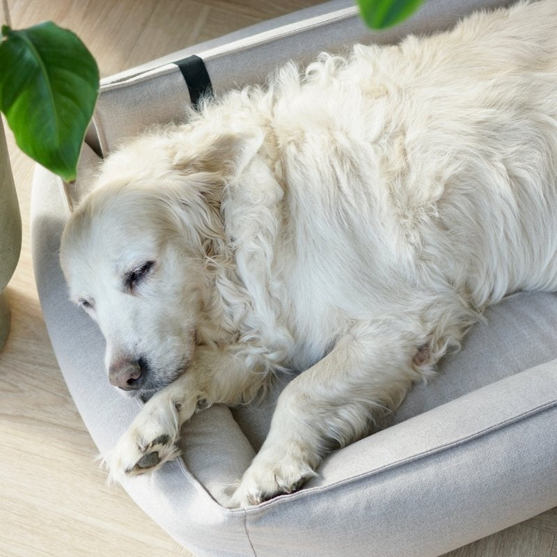 ORTEO - Panier orthopédique pour chien