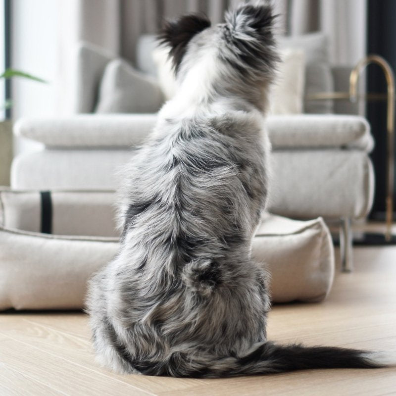 ORTEO - Panier orthopédique pour chien
