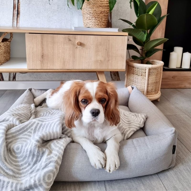 MOE - Panier pour chien moderne