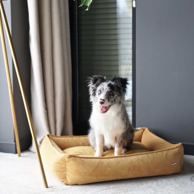 STRIPPO - Panier pour chien en velours côtelé