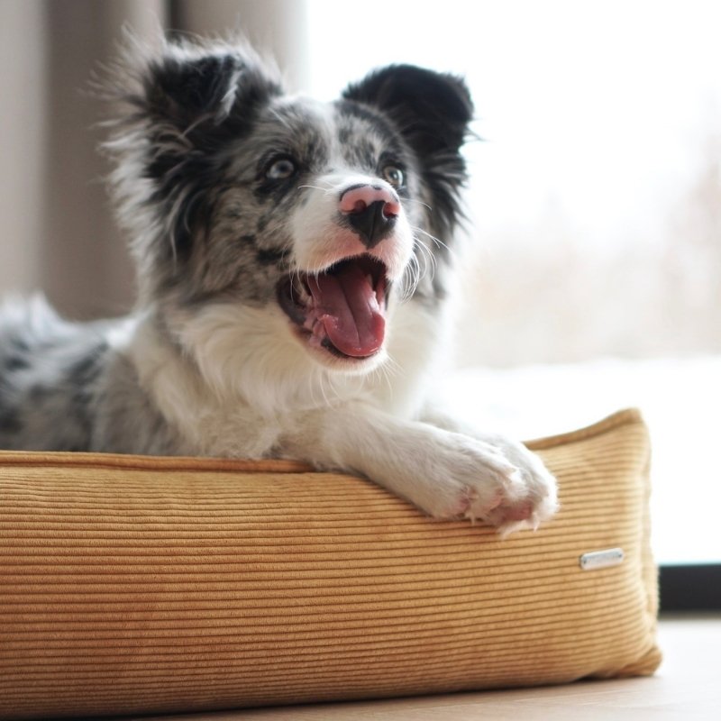 Panier pour Chien en Velours Côtelé Design