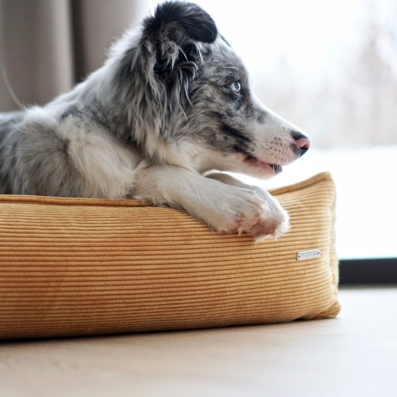 STRIPPO - Panier pour chien en velours côtelé