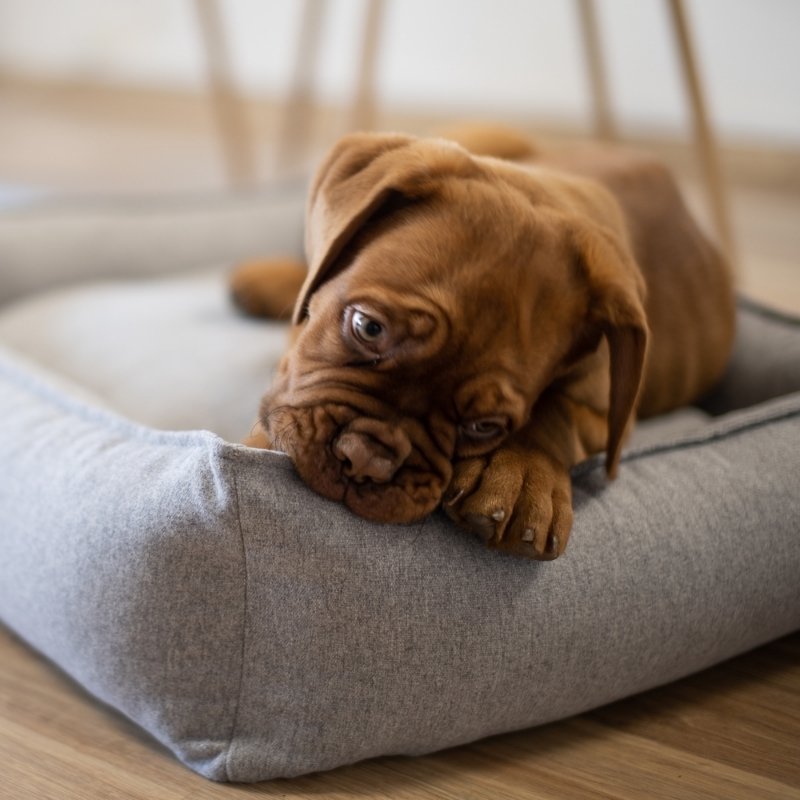 MØVIK - Panier pour grand chien