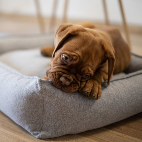 MØVIK - Panier pour grand chien