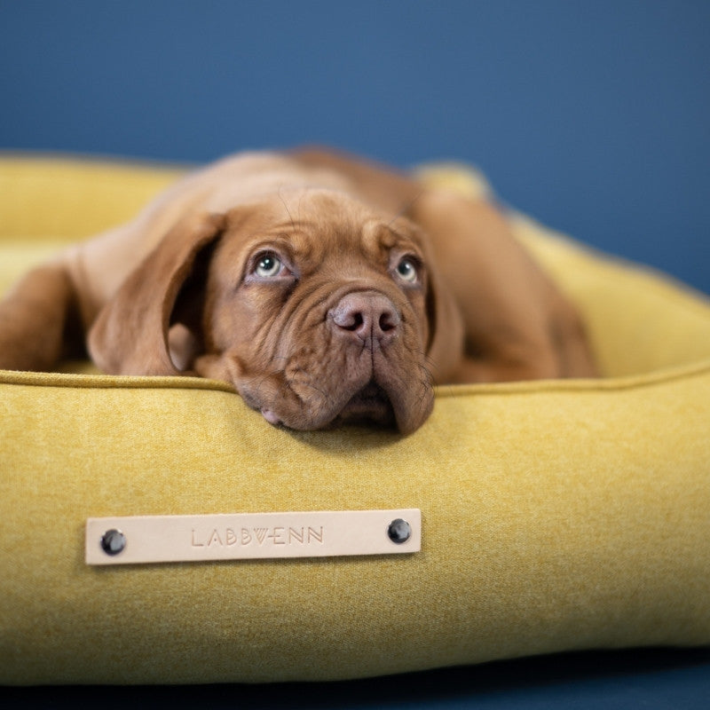 Panier pour Grand Chien Maison Canisya