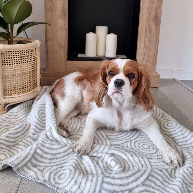Plaid Design pour Chien Confort