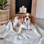 Plaid Design pour Chien Confort