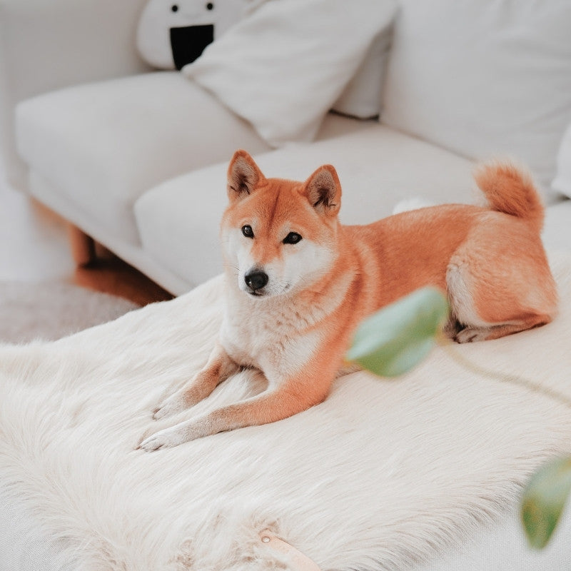 FÖRA - Plaid en fourrure pour chien