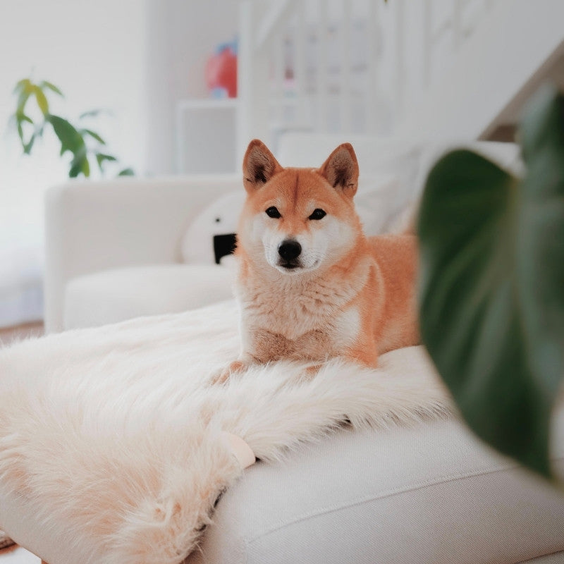 FÖRA - Plaid en fourrure pour chien