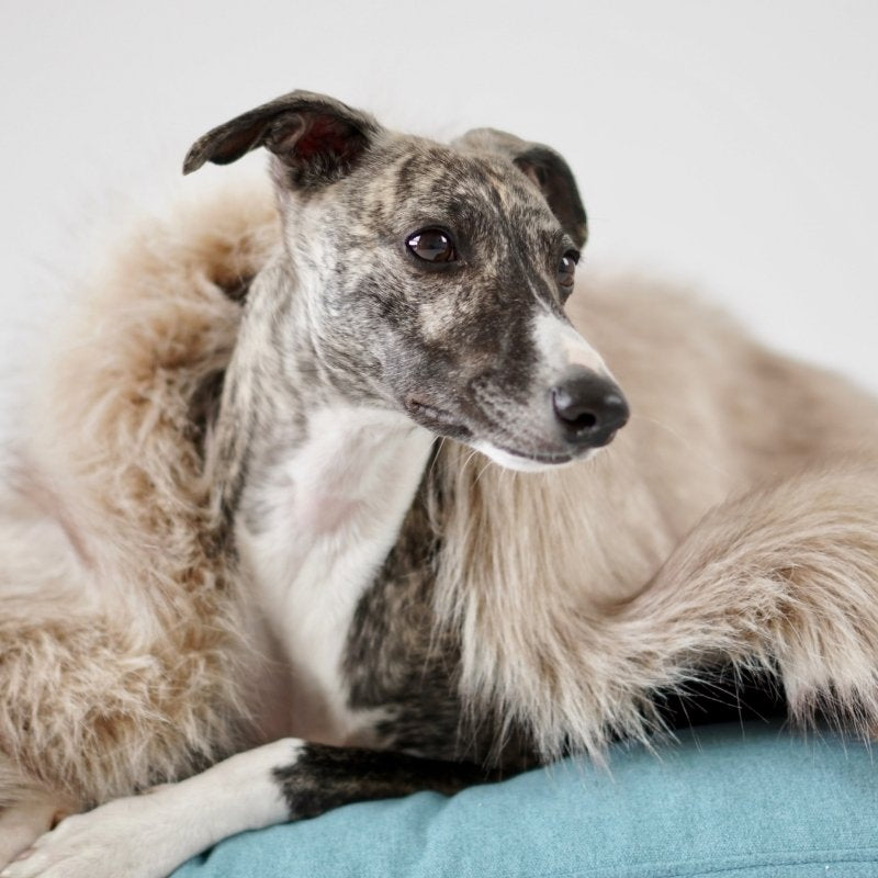 FÖRA - Plaid en fourrure pour chien