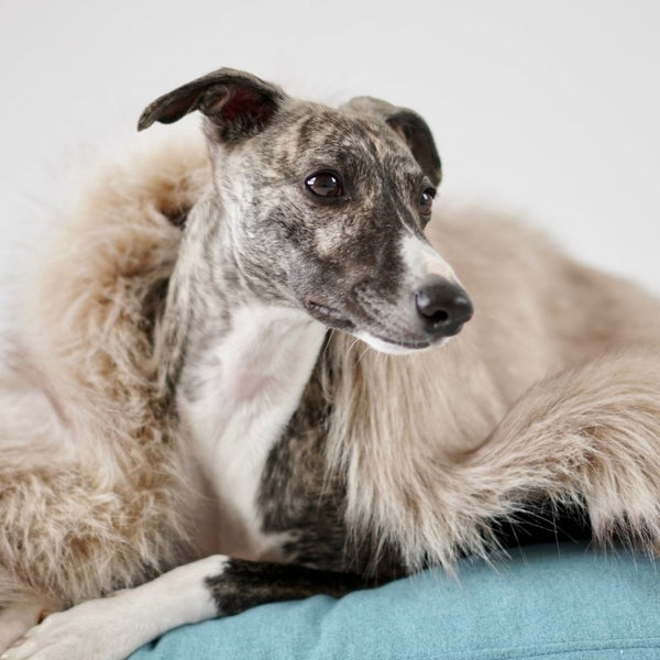 FÖRA - Plaid en fourrure pour chien