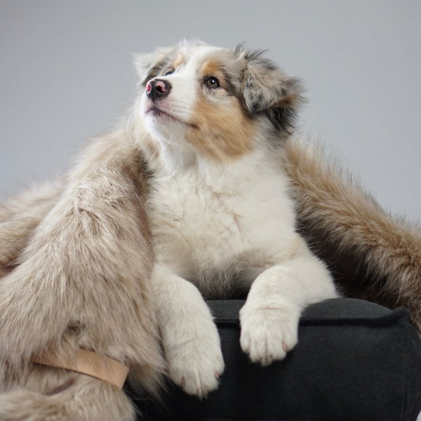 FÖRA - Plaid en fourrure pour chien