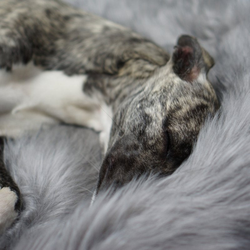 Plaid en Fourrure pour Chien Couverture Sommeil