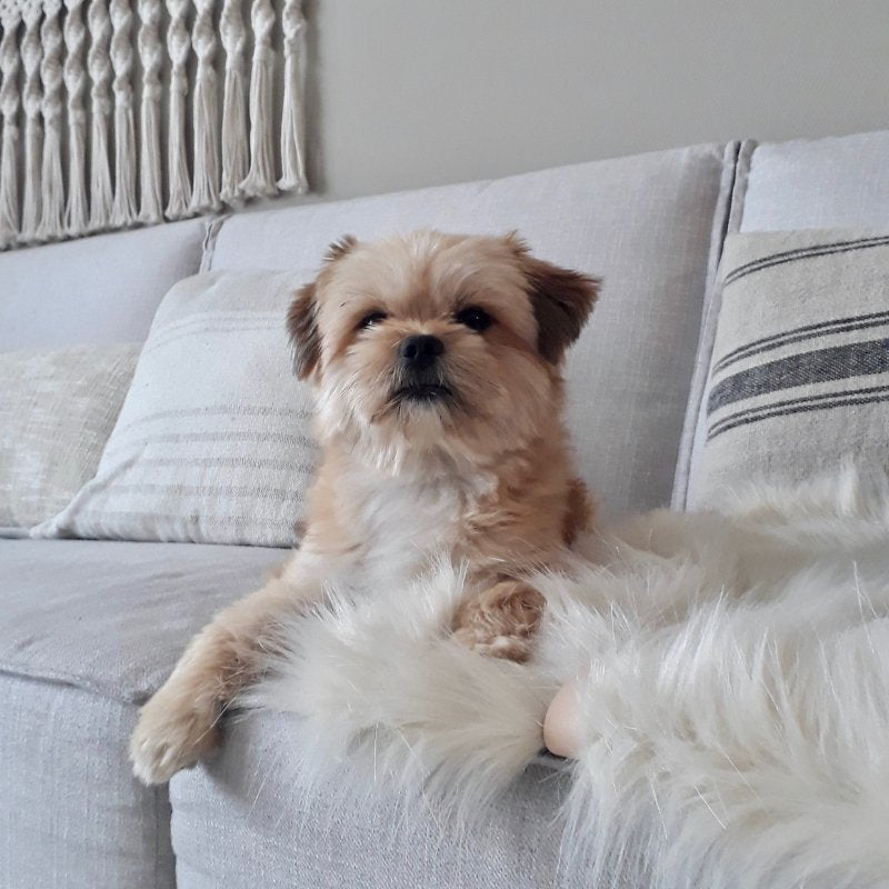 FÖRA - Plaid en fourrure pour chien