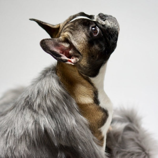 FÖRA - Plaid en fourrure pour chien
