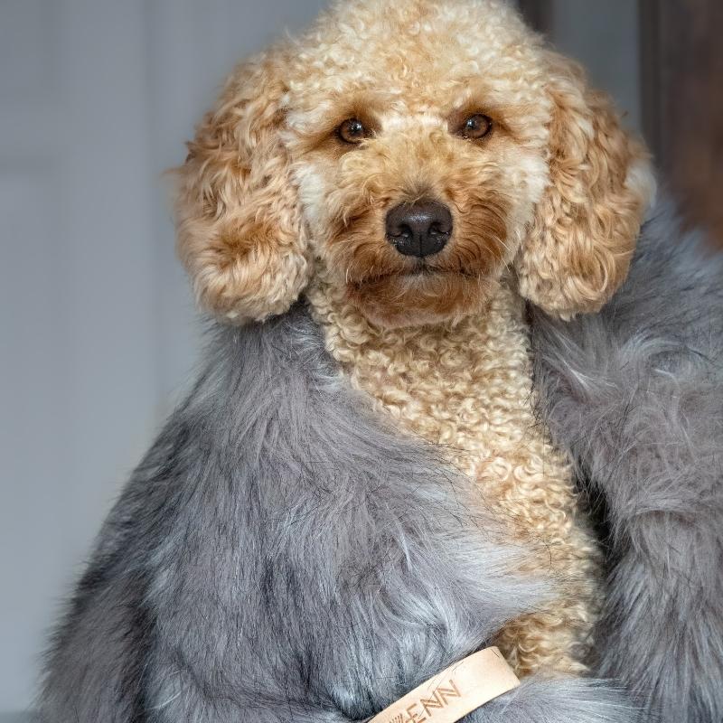 FÖRA - Plaid en fourrure pour chien