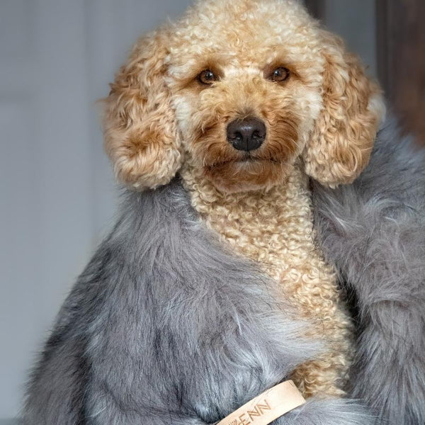 FÖRA - Plaid en fourrure pour chien