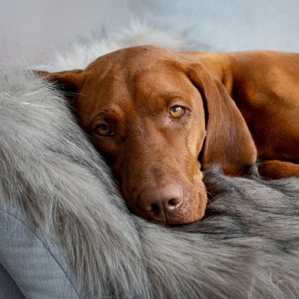 FÖRA - Plaid en fourrure pour chien