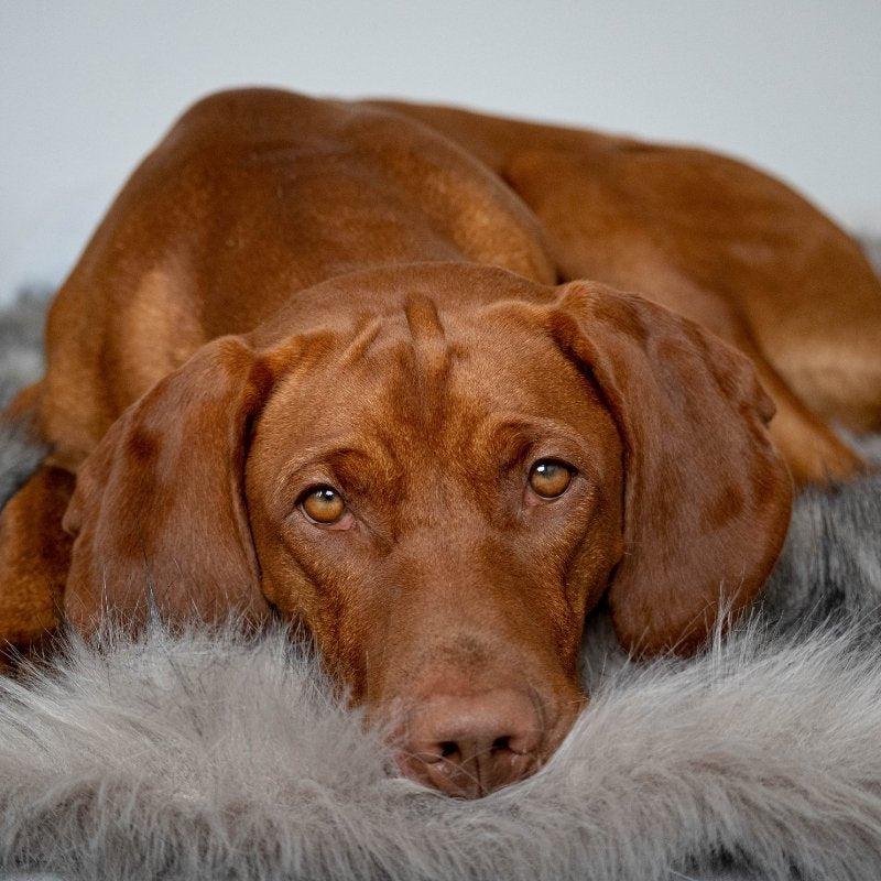 FÖRA - Plaid en fourrure pour chien