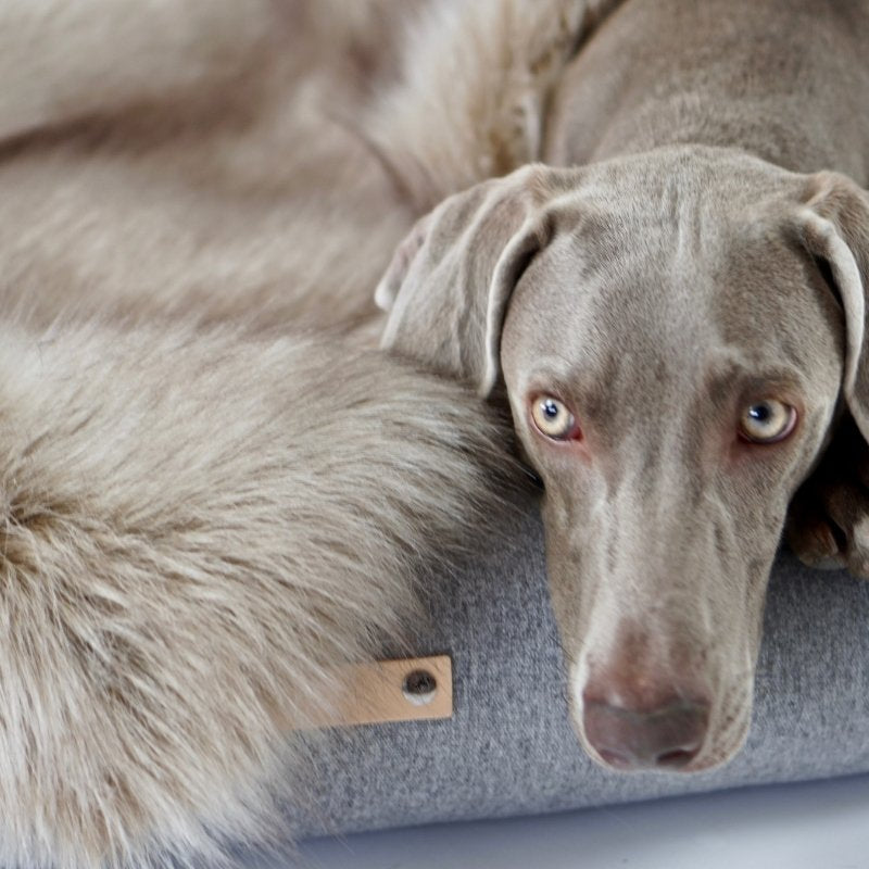 FÖRA - Plaid en fourrure pour chien