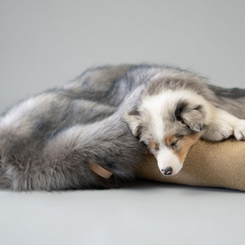 Nos plaids et couvertures pour chiens