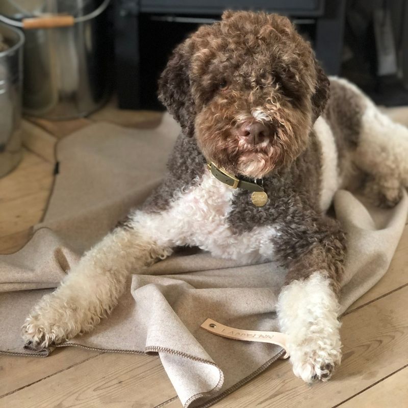 ASNEN - Plaid pour chien gris