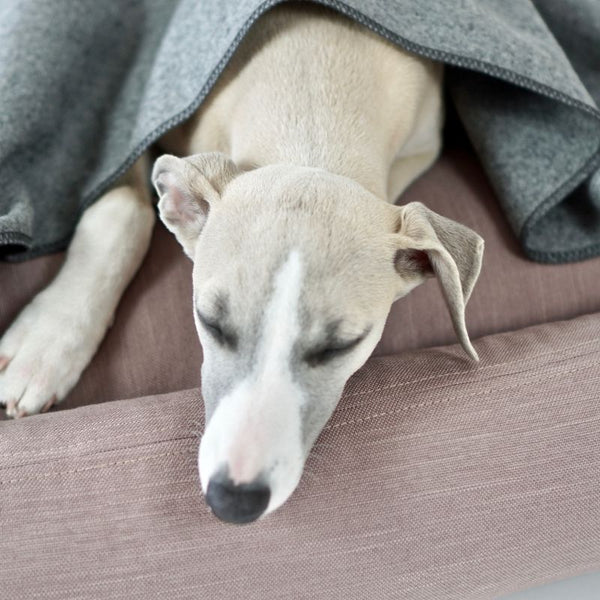 ASNEN - Grey Dog Blanket