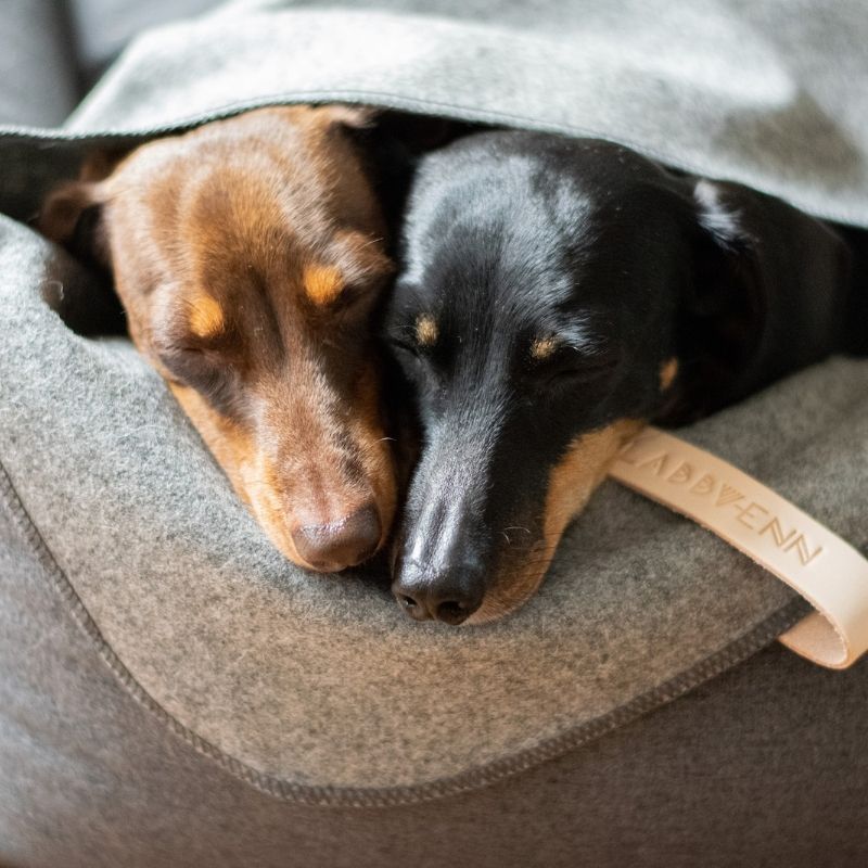 ASNEN - Plaid pour chien gris