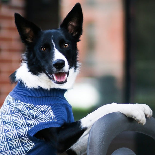 PULLO - Pull pour chien