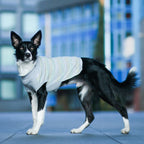 Pull pour Chien Hiver