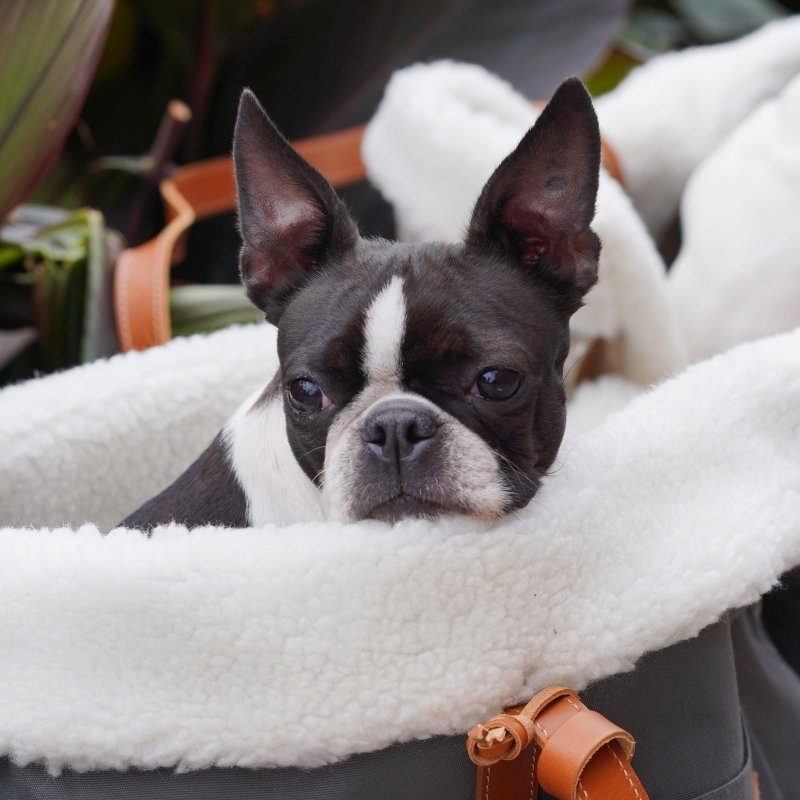 LIIVA - Sac de transport pour petit chien