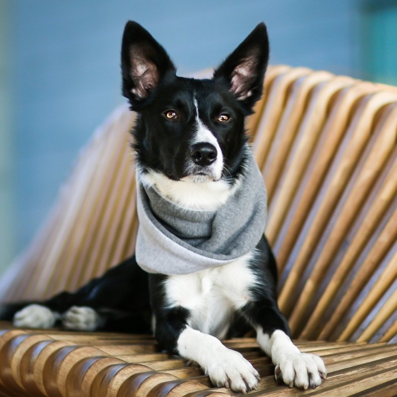 SIMO - Snood pour chien