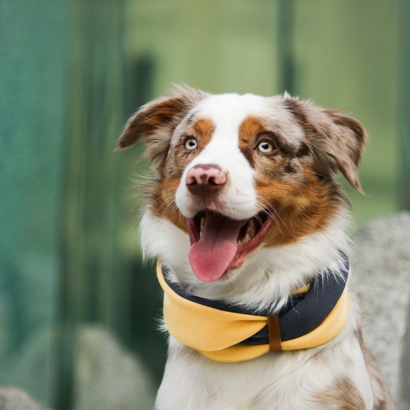 SIMO - Snood pour chien