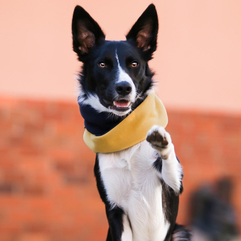 SIMO - Snood pour chien