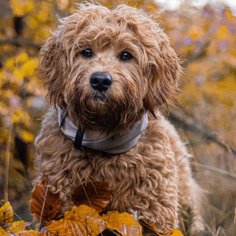 SIMO - Snood pour chien