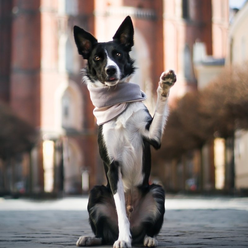 INKO - Tour de cou pour chien