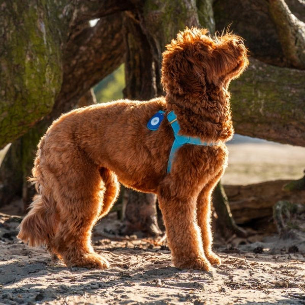 SAINT-TROPEZ - Support AirTag pour chien